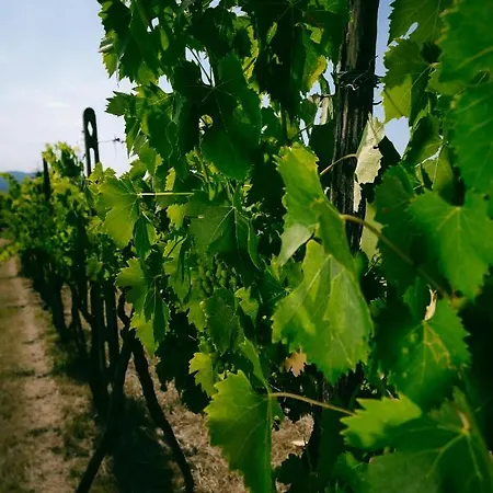 Fattoria Degli Usignoli Landhuis
